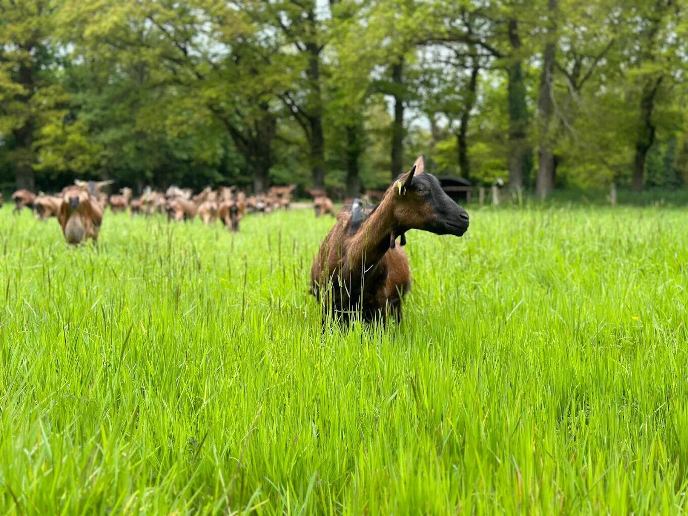 Chèvre au milieu du champ à la Ferme Boisbras, Campénéac, Morbihan, Bretagne